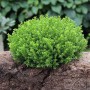Strauchveronika 'Green Globe' (Hebe), buschiger, grüner Kleinstrauch für Garten und Balkon.