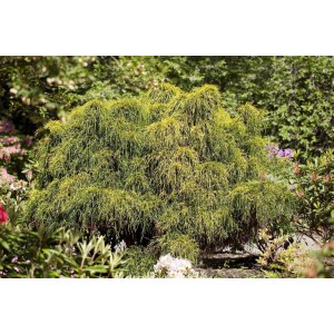 Buschige, grüne Zwerg-Scheinzypresse (Chamaecyparis Pisifera Nana), 15–20 cm hoch, im Garten.