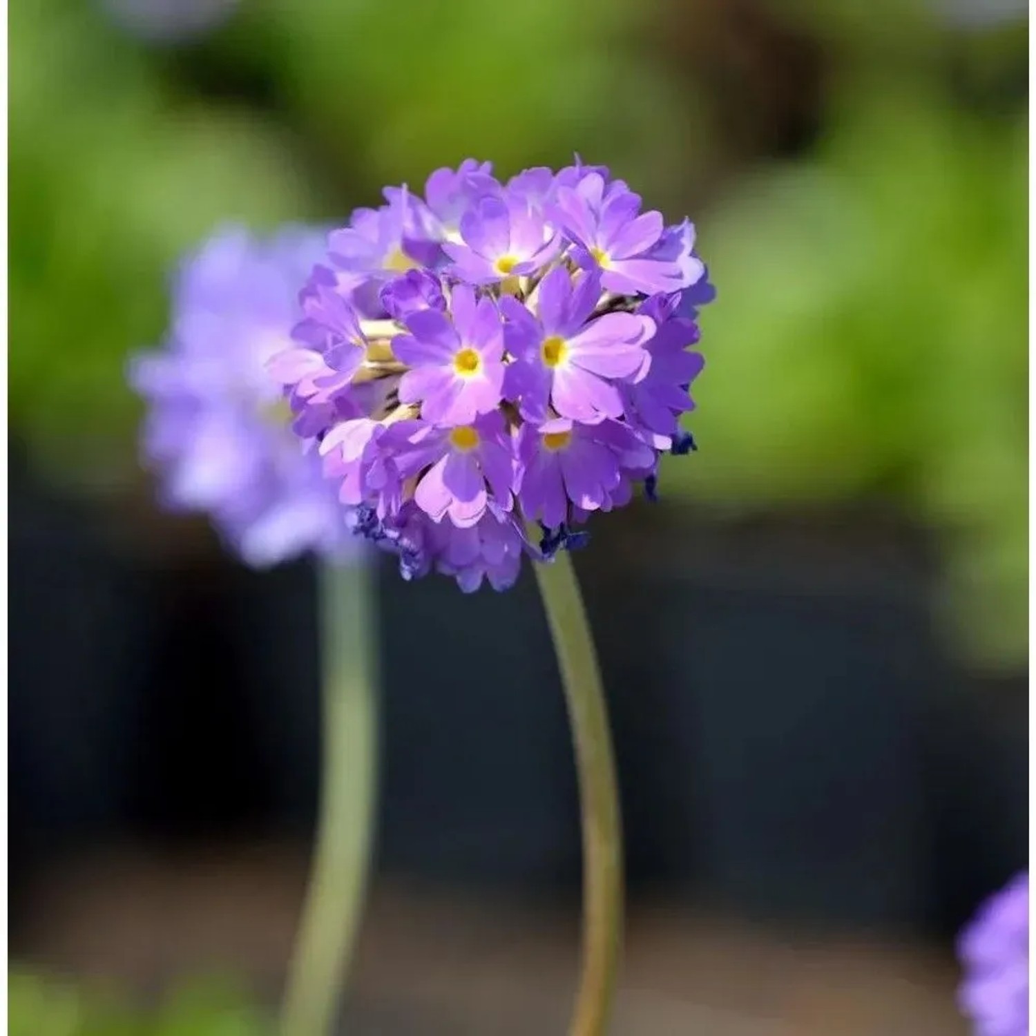 Kugelprimel Lilac - Primula denticulata