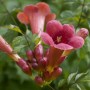 Leuchtend rote Trompetenblume 'Stromboli' mit Blüten und Knospen, Nahaufnahme.