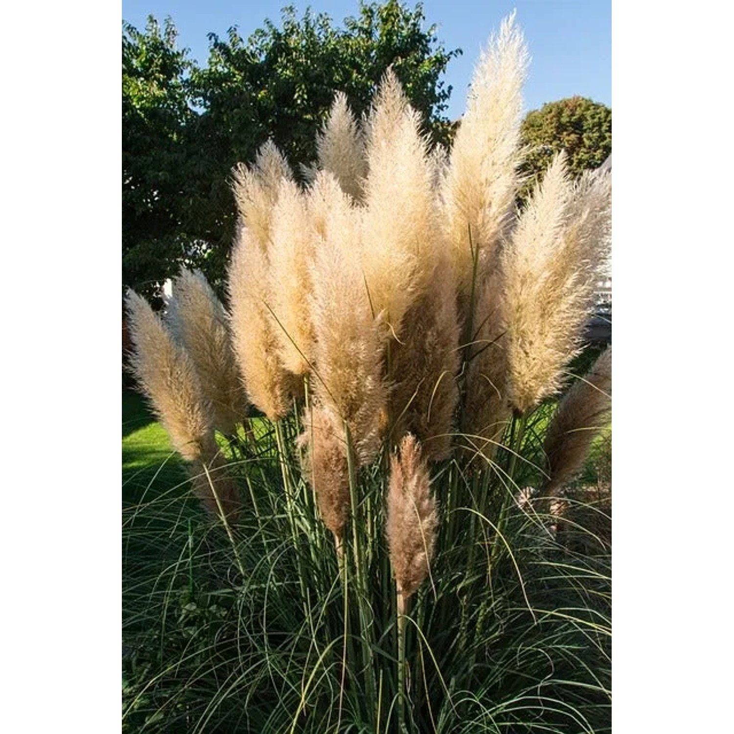 Baumfink Pampasgras Cortaderia selloana winterhart Topfpflanze kaufen bei OBI