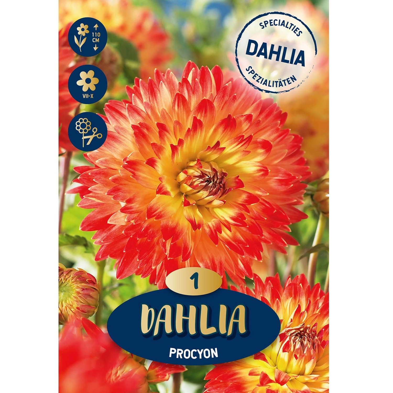 Dahlia ''Procyon'' 1 Stück