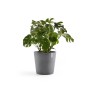 Grauer Ecopots Pflanztopf Amsterdam, Ø 60 cm, mit grüner Pflanze. Ideal für Innen- und Außenbereich.