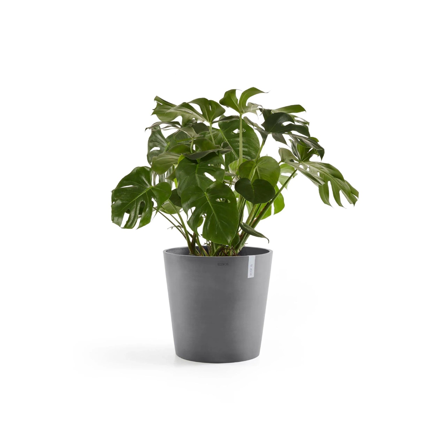 Grauer Ecopots Pflanztopf Amsterdam, Ø 60 cm, mit grüner Pflanze. Ideal für Innen- und Außenbereich.