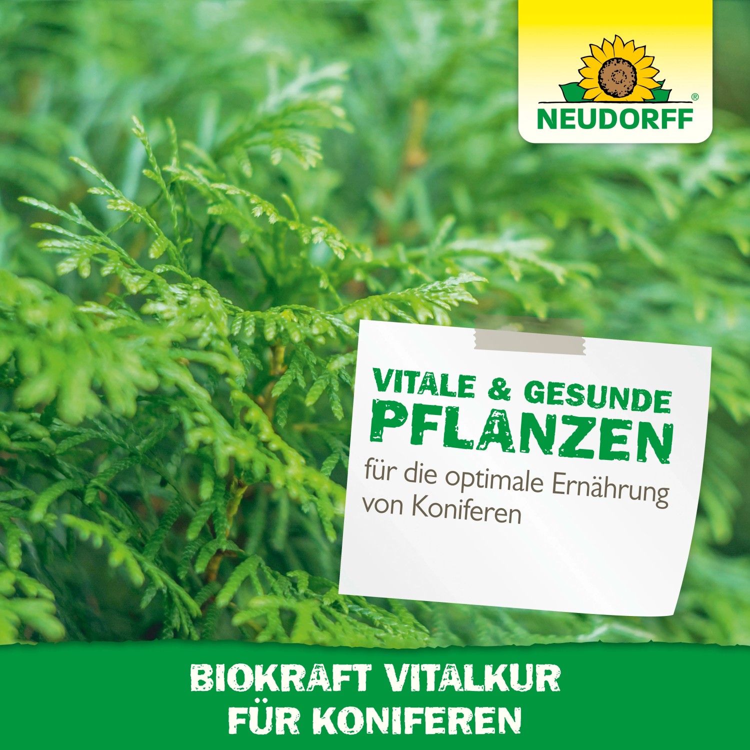 Neudorff BioKraft Vitalkur für Koniferen, 300ml. Pflanzenstärkung für gesunde, grüne Koniferen.