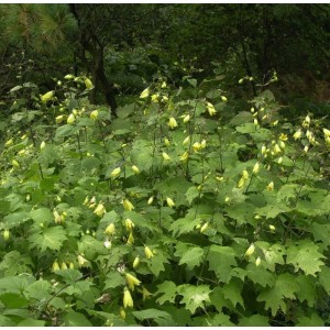 Wachsglocke 'Black Style' (Kirengeshoma palmata) mit gelben, glockenförmigen Blüten im Garten.