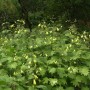 Wachsglocke 'Black Style' (Kirengeshoma palmata) mit gelben, glockenförmigen Blüten im Garten.