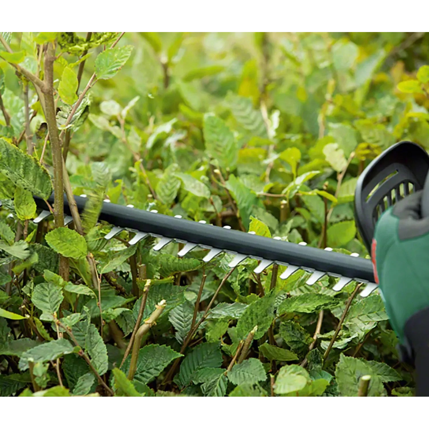 Bosch UniversalHedgeCut 18-55 Akku-Heckenschere beim Schneiden einer Hecke.