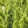 Grüne Thuja 'Smaragd' Kugel, 50-60 cm, als Heckenpflanze im Garten.