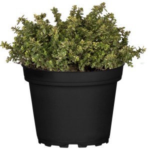 GROW by OBI Zitronen-Thymian im schwarzen Topf, ca. 10-20 cm hoch.