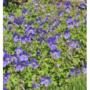 Wiesen Storchschnabel Spinners - Geranium pratense
