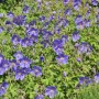 Wiesen Storchschnabel Spinners - Geranium pratense