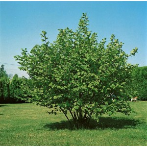 Foto einer jungen Halleschen Riesennuss Haselnuss (Corylus avellana) im Garten.