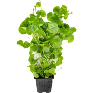 Dennerle Plants Aquariumpflanze Hydrocotyle leuceophala XXL im Topf, eine grüne, schnellwachsende Hintergrundpflanze.