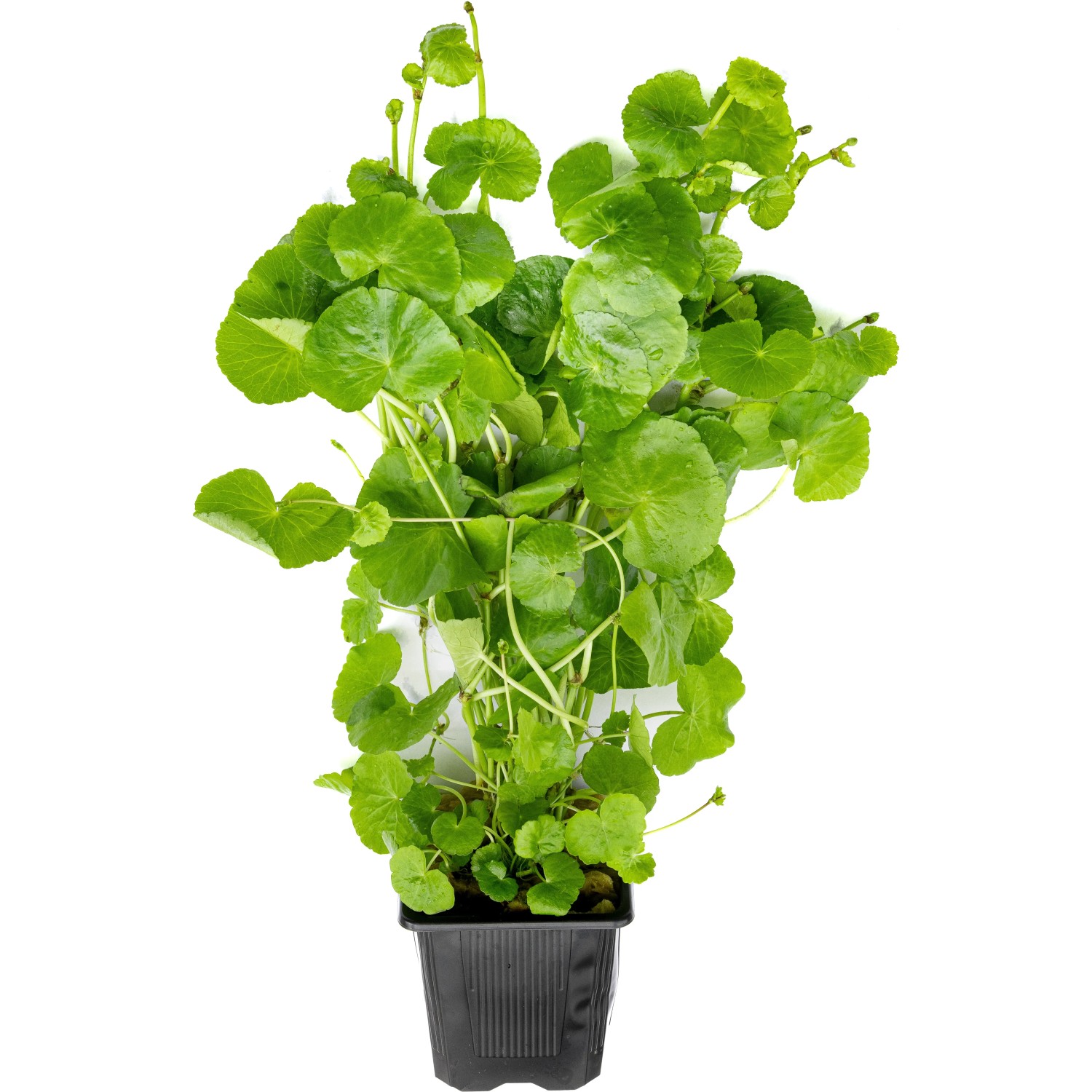 Dennerle Plants Aquariumpflanze Hydrocotyle,euceophala XXL