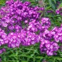 Leuchtend rosa Sommerphlox (Phlox paniculata Uspech) im 11x11 cm Topf.