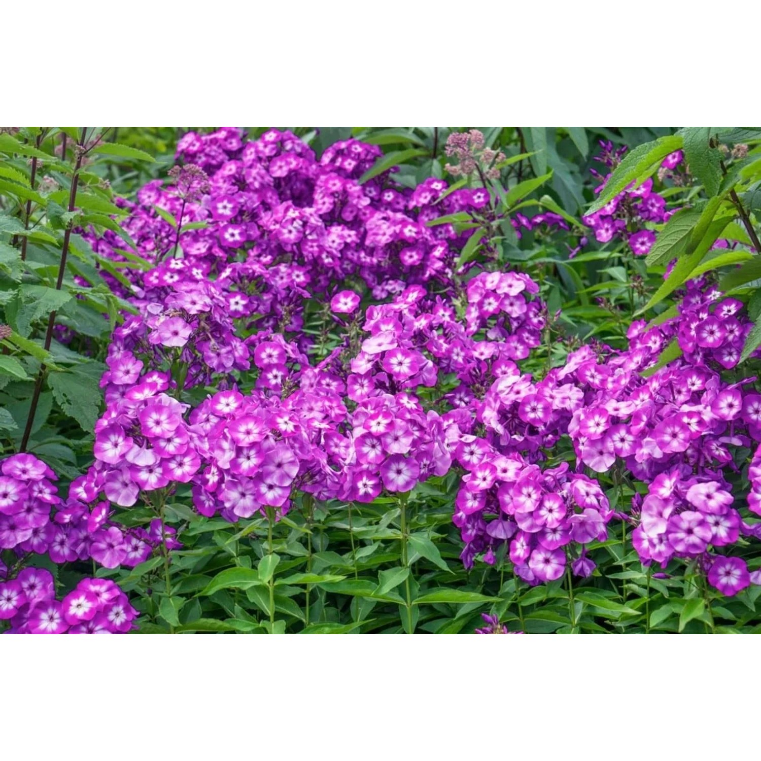 Leuchtend rosa Sommerphlox (Phlox paniculata Uspech) im 11x11 cm Topf.