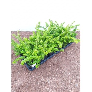 Lonicera nitida 'Maigrün' Heckenpflanze im 9x9 cm Topf, buschig wachsend.