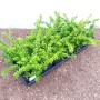 Lonicera nitida 'Maigrün' Heckenpflanze im 9x9 cm Topf, buschig wachsend.