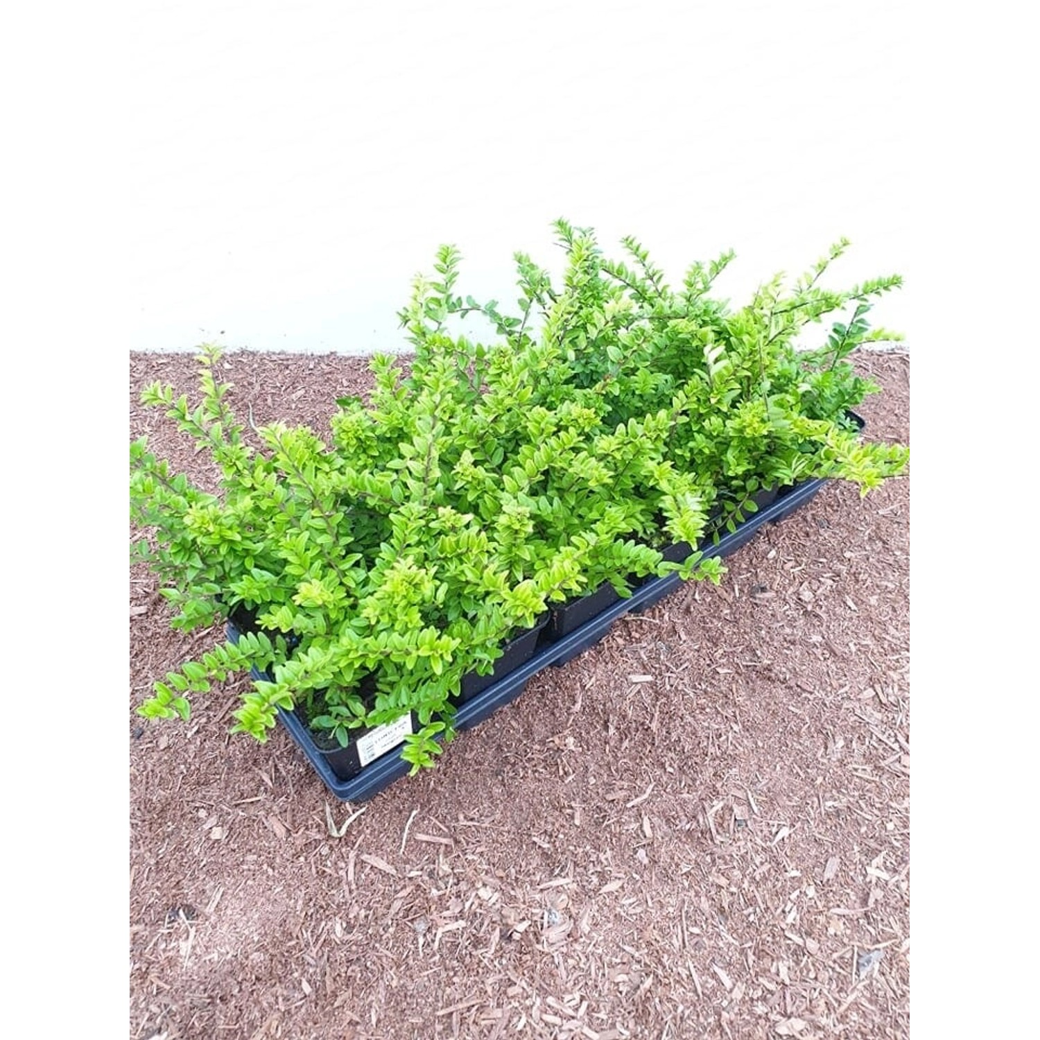 Lonicera nitida 'Maigrün' ca. 9x9 cm Topf günstig online kaufen