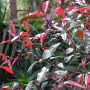 Glanzmispel Red Select (Photinia fraseri) mit roten und grünen Blättern.
