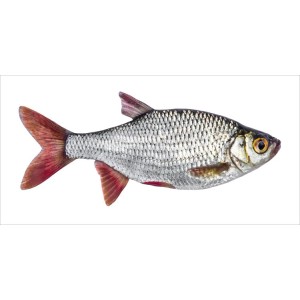 ESTAhome Wandtattoo Fisch in Grau und Rot, 97x48,5 cm. Dekorativer Wandaufkleber für Wohnräume.