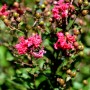 Nahaufnahme der Chinesischen Kräuselmyrte 'Dynamite' mit roten Blüten und Knospen.
