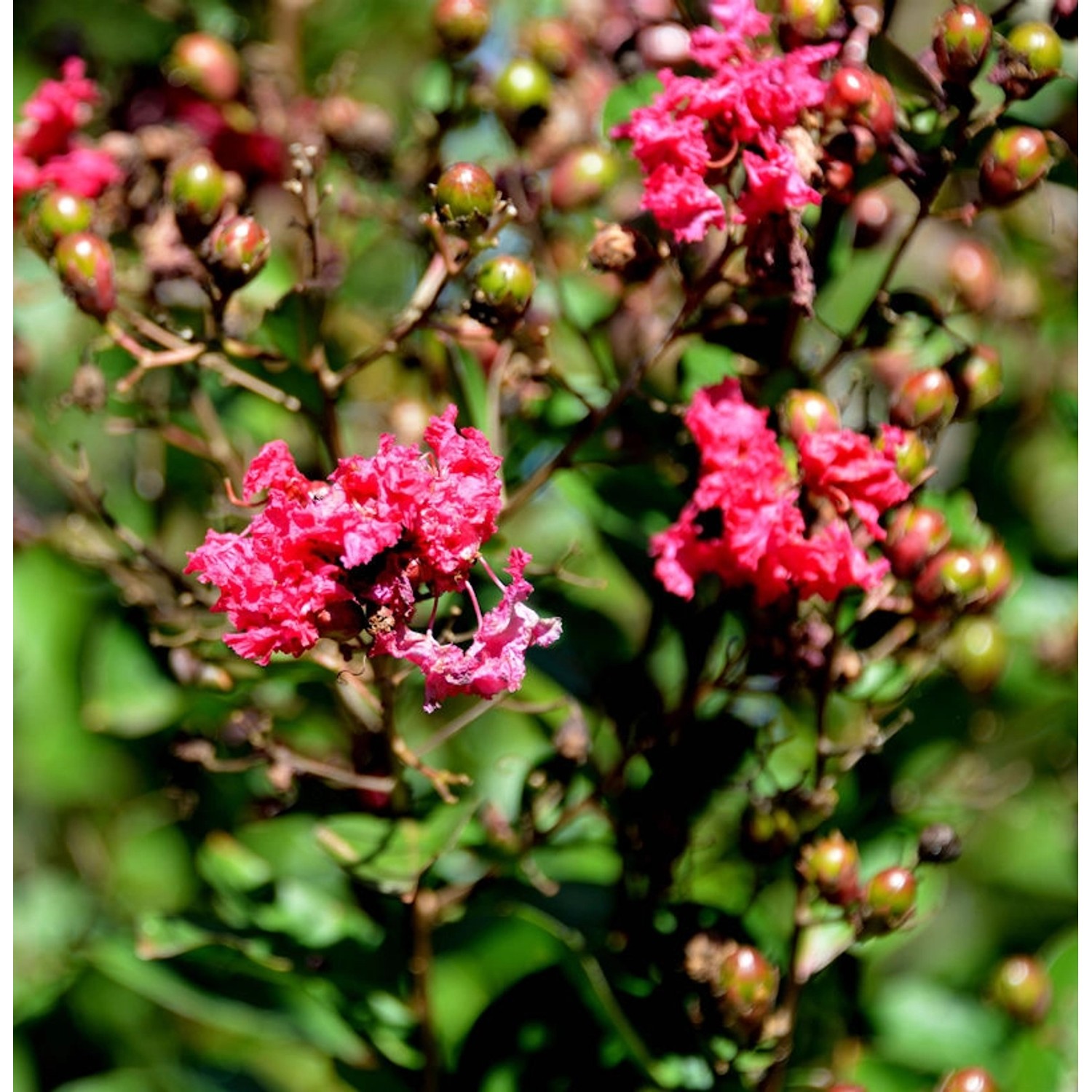 Chinesische Kräuselmyrte Dynamite 30-40cm - Lagerstroemia indica günstig online kaufen