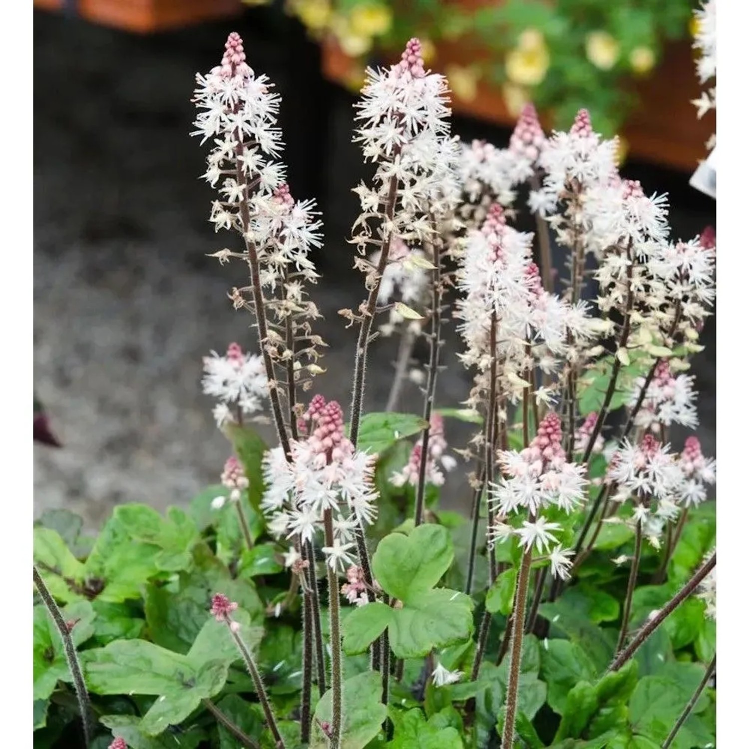 Zipfelblättrige Garten Schaumblüte Spring Symphony - Tiarella,aciniata