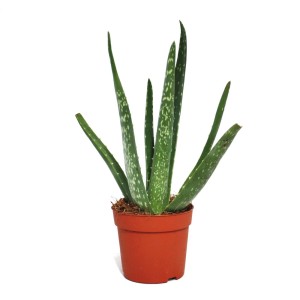 Aloe Vera Sukkulente, ca. 2 Jahre alt, im 10,5cm Topf. Zimmerpflanze mit grünen, spitz zulaufenden Blättern.