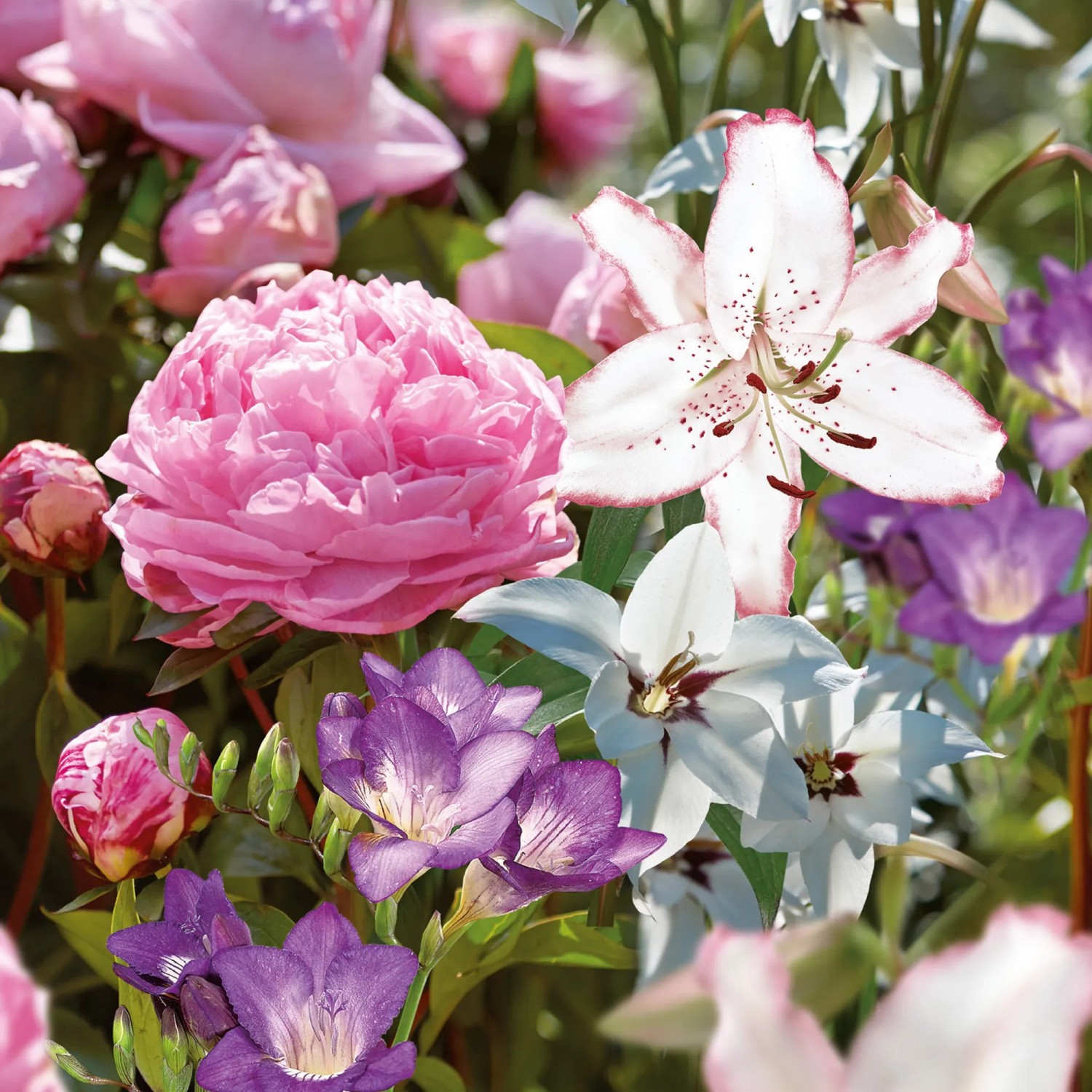 GROW by OBI Duft-Kollektion mit rosa Pfingstrose, Lilie und lila Freesien.