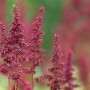 Nahaufnahme der tiefroten Blütenstände einer Astilbe 'Fanal' Prachtspiere im 9x9 cm Topf.