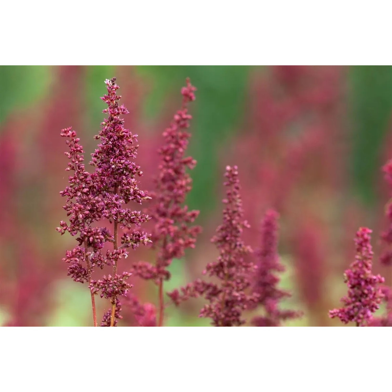 Nahaufnahme der tiefroten Blütenstände einer Astilbe 'Fanal' Prachtspiere im 9x9 cm Topf.