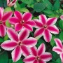 Zweifarbige Clematis Hybride 'Carnaby' mit rosa-weißen Blüten und grünen Blättern.