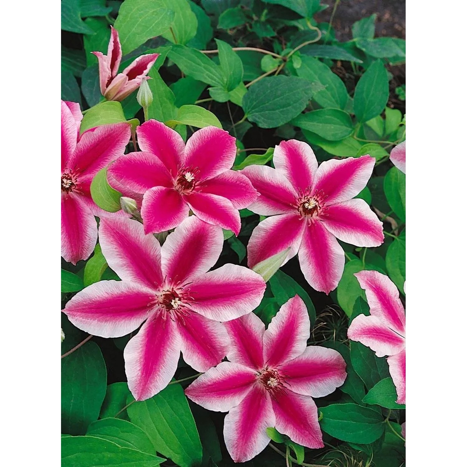 Zweifarbige Clematis Hybride 'Carnaby' mit rosa-weißen Blüten und grünen Blättern.