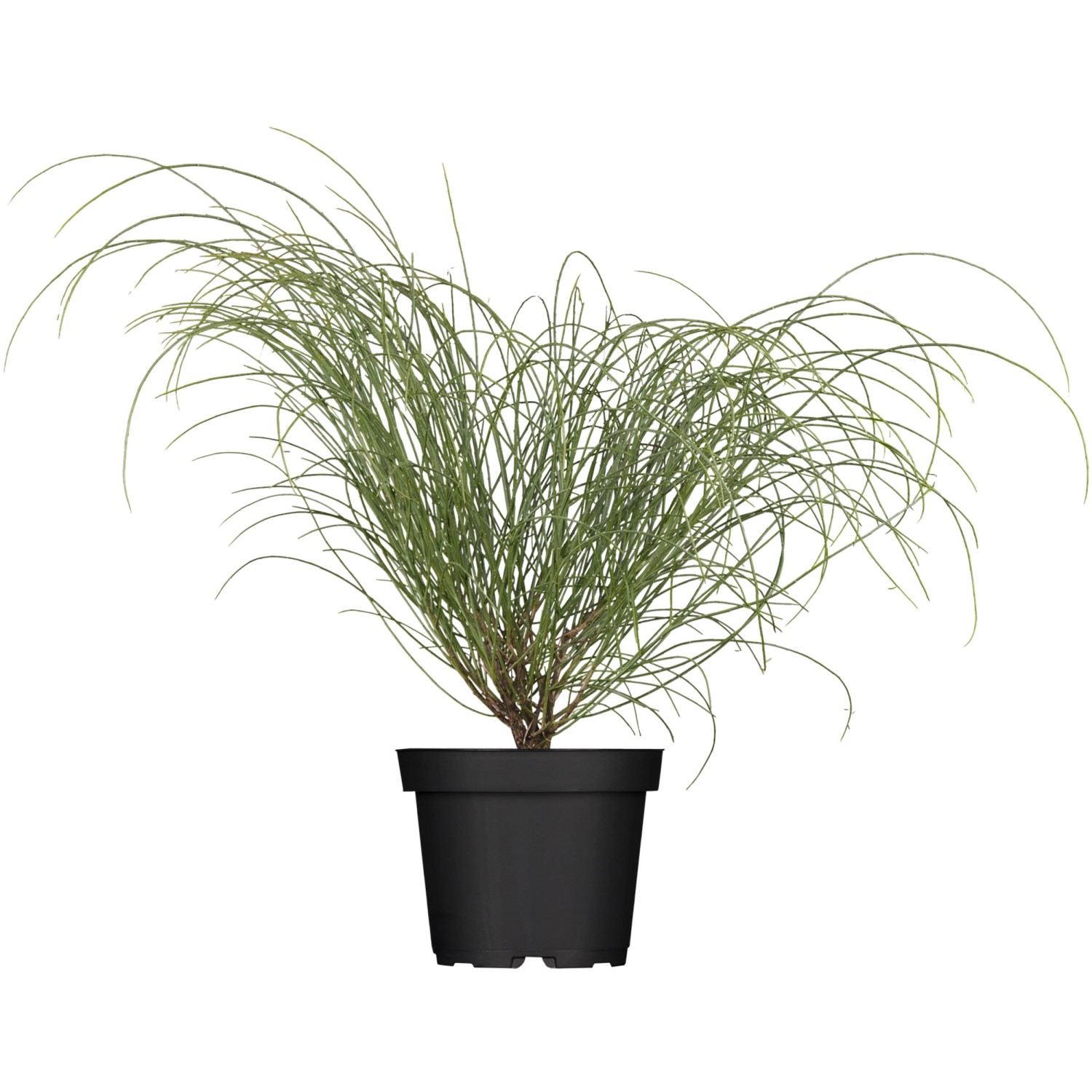 Steinginster Höhe ca. 20 - 40 cm Topf ca. 3 l Genista lydia günstig online kaufen
