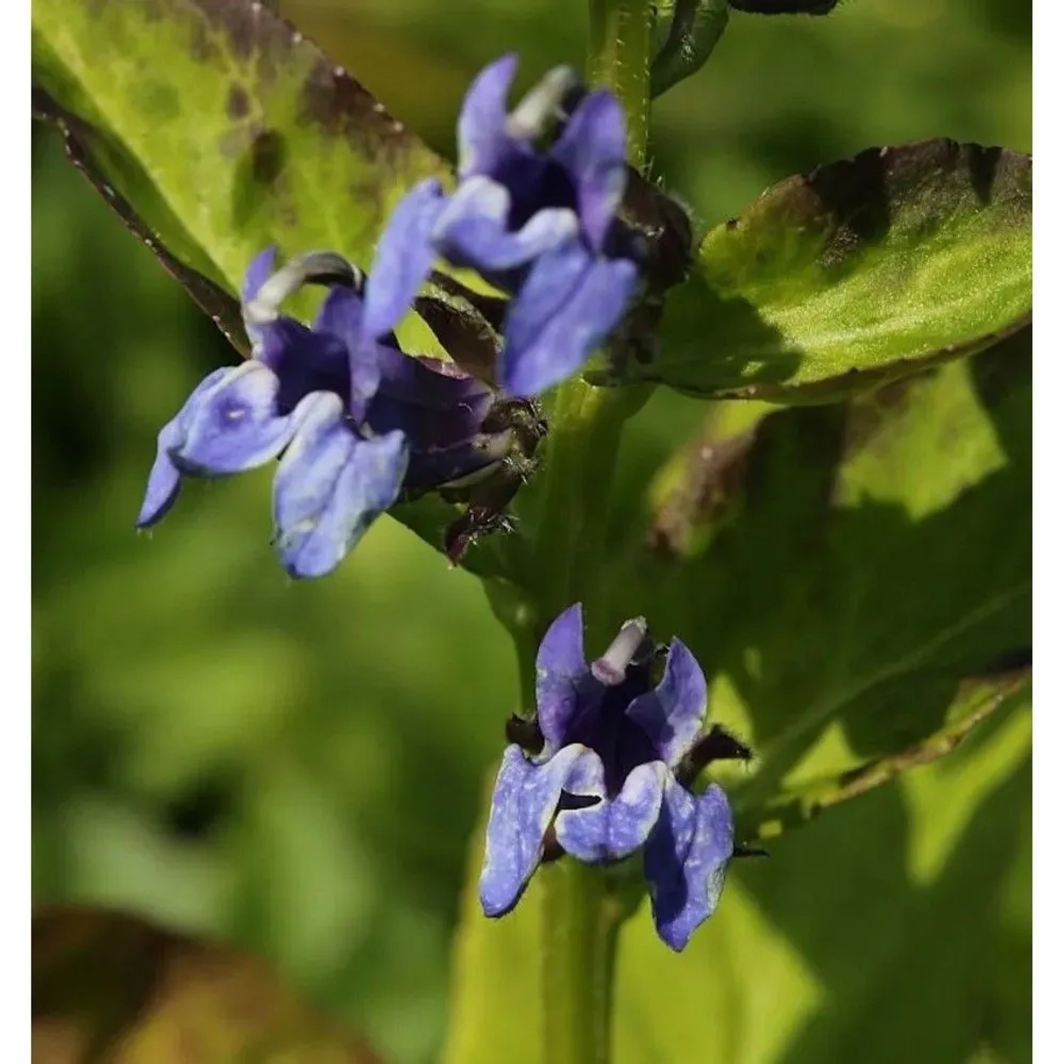 Lobelie Blaue Auslese - Lobelia siphilitica
