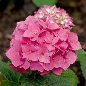Nahaufnahme einer rosa Bauernhortensie Red Baron (Hydrangea macrophylla) im Garten.