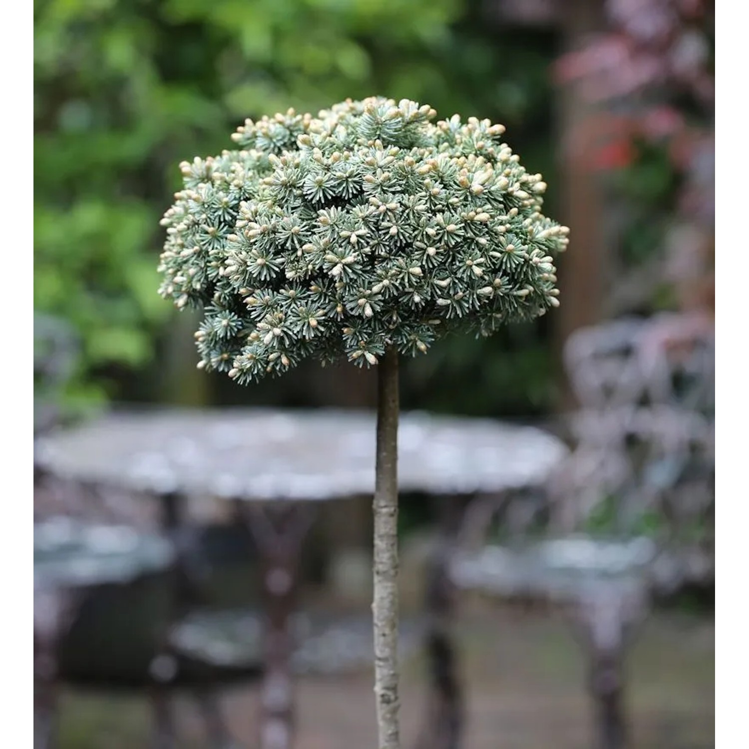 Hochstamm Koreatanne Blauer Eskimo 40-60cm - Abies koreana