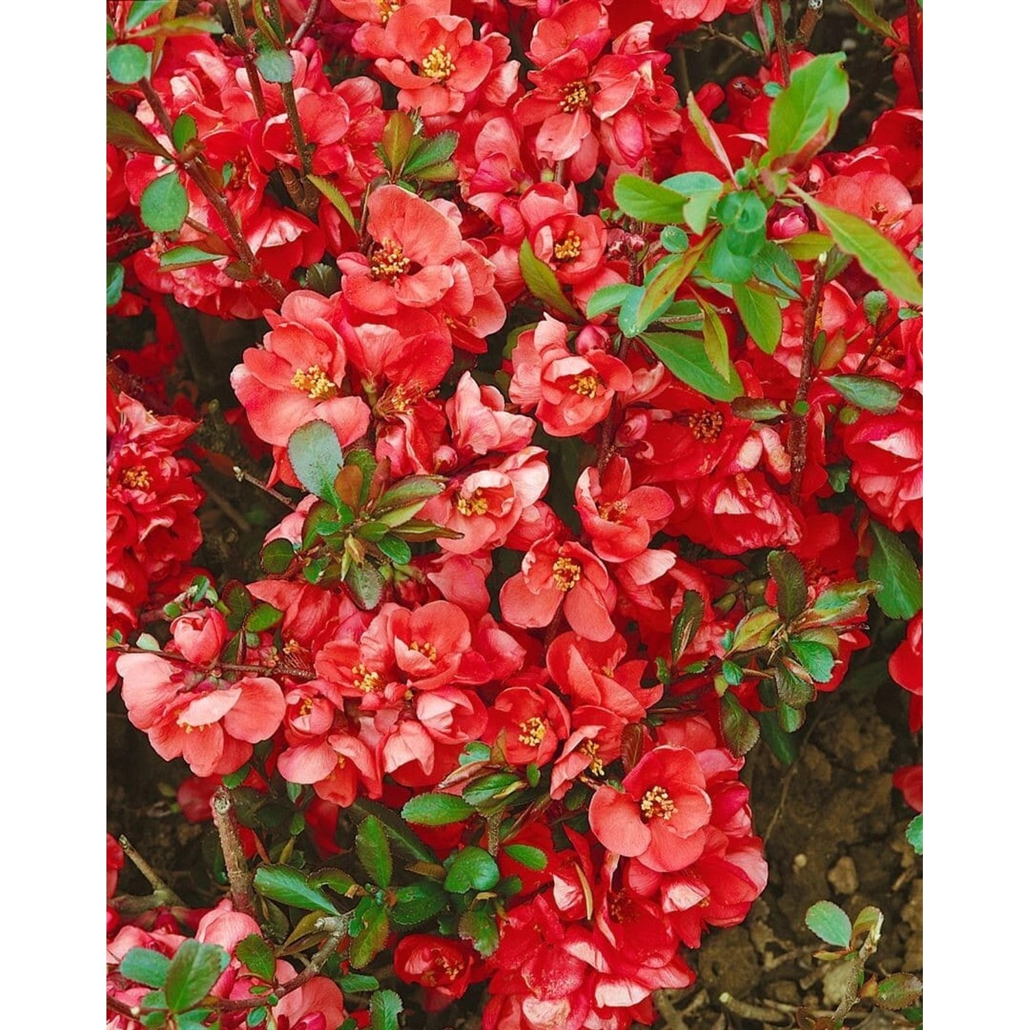 Chaenomeles 'Hollandia' Zierquitte 60-80 cm günstig online kaufen