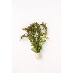 Dennerle Plants Bacopa Caroliniana Aquariumpflanze, grüne Stängelpflanze für das Aquarium.