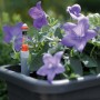 Florus Wasserstandsanzeiger im Pflanztopf mit blauen Glockenblumen. Zubehör für optimale Pflanzenpflege.