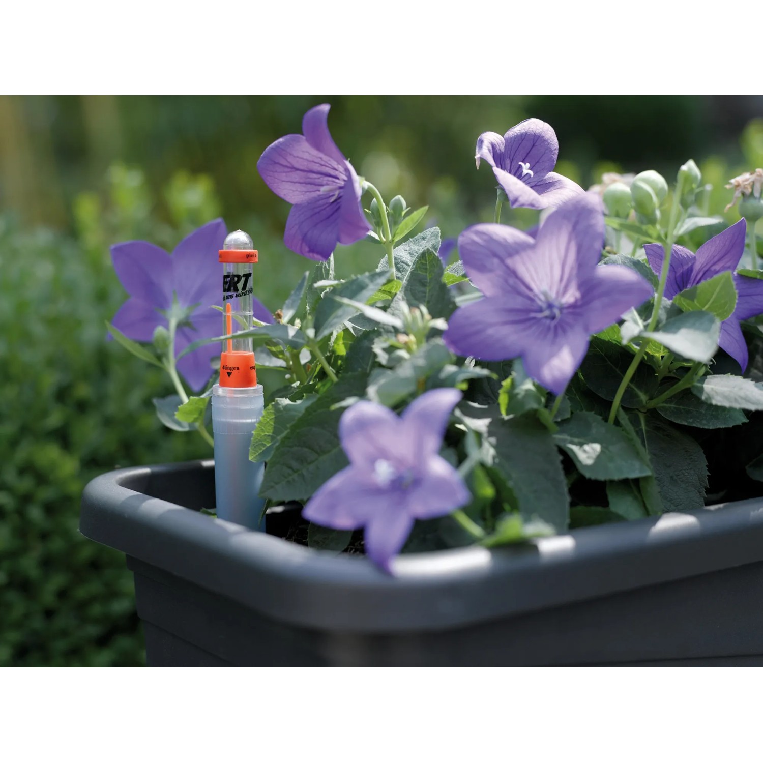 Florus Wasserstandsanzeiger im Pflanztopf mit blauen Glockenblumen. Zubehör für optimale Pflanzenpflege.