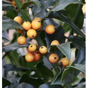Amerikanischer Ilex Golden Girl Strauch mit gelben Beeren und grünen Blättern.