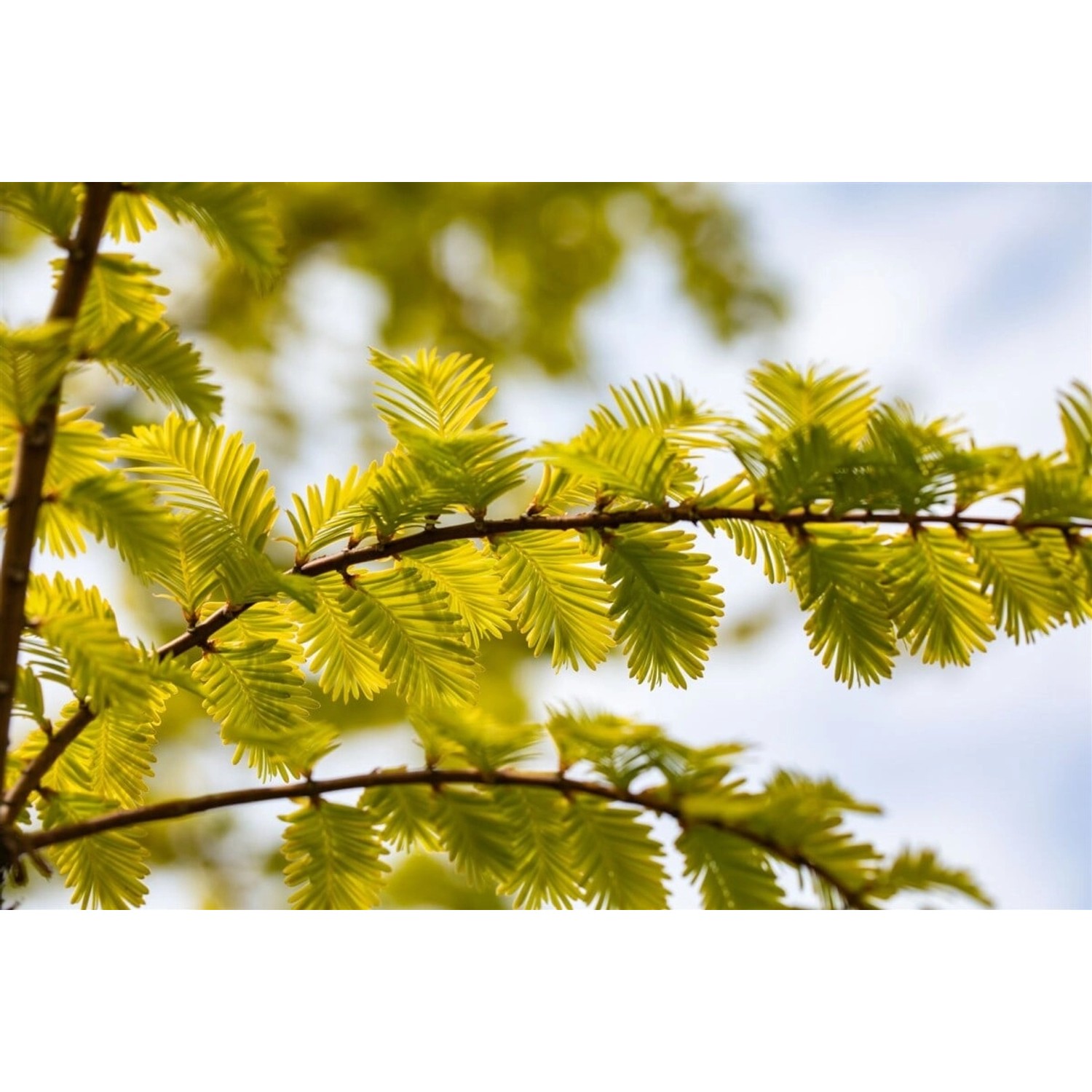 Metasequoia Glyptostroboides Gold Rush Urweltmammutbaum Goldgelb 40–60 cm günstig online kaufen