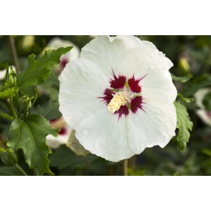 Nahaufnahme einer weißen Hibiscus Syriacus Blüte mit rotem Herz.