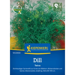 Kiepenkerl Dill Tetra: Aromatischer Dill mit dichtem, grünem Laub für Beet und Kübel.