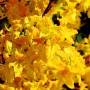 Leuchtend gelbe Azalee Goldpracht (Rhododendron luteum) in voller Blüte.
