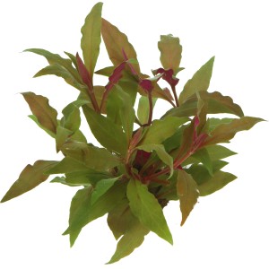 Dennerle Aquariumpflanze Alternanthera Reineckii Rot, XML Größe. Rote Wasserpflanze für das Aquarium.