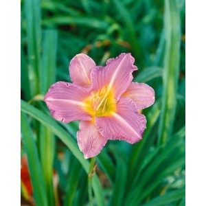 Nahaufnahme einer rosa-lila Taglilie (Hemerocallis Blue Sheen) mit gelber Mitte vor grünem Hintergrund.